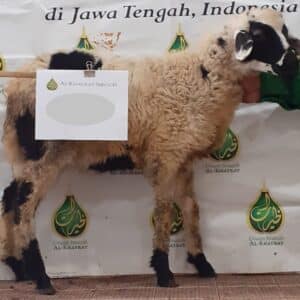 1 Ekor Kambing Indonesia