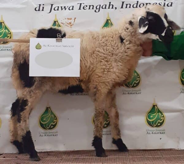 1 Ekor Kambing Indonesia