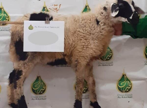 1 Ekor Kambing Makkah