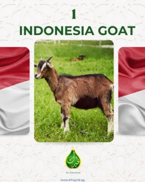 Goat Indonesia