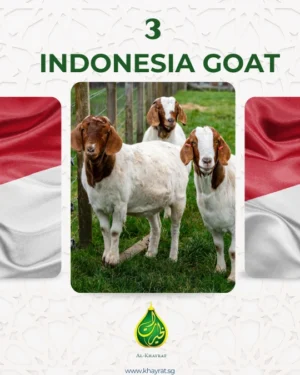 3 Indonesian Goats